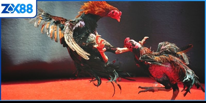 Các kiểu đá gà ZX88 đang được yêu thích Các kiểu đá gà ZX88 đang được yêu thích