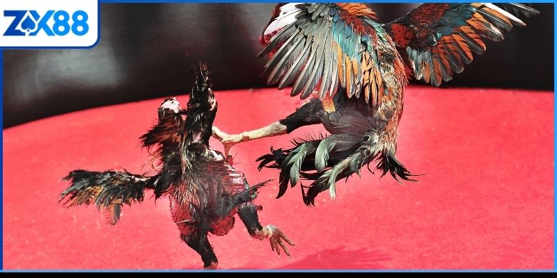 Cẩm nang cá cược chọi kê hiệu quả nhất Cẩm nang cá cược chọi kê hiệu quả nhất