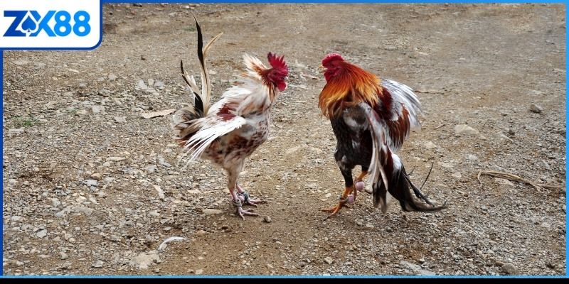 Khám phá các thủ thuật đá gà Mỹ cơ bản nhất