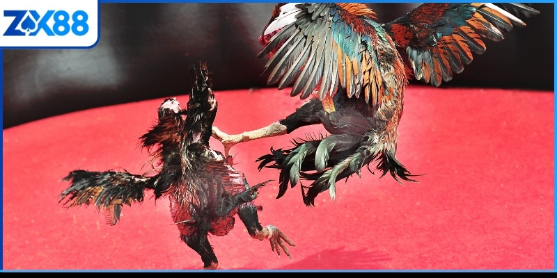 Thủ thuật đá gà Philippines và thông tin sơ bộ