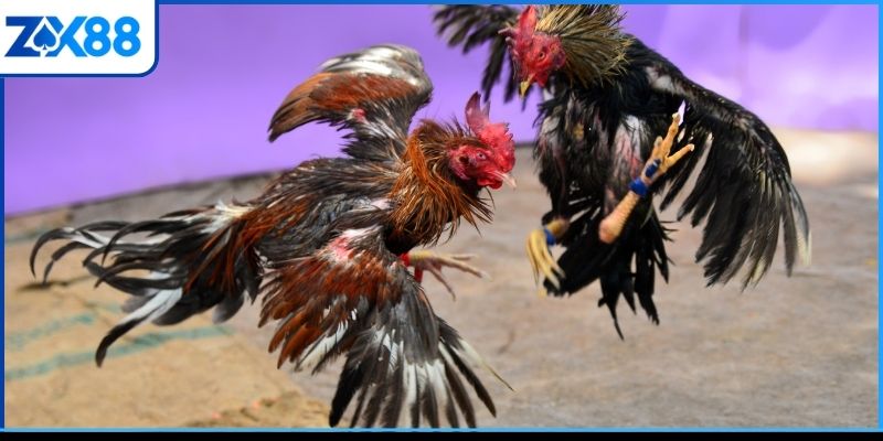 Tổng quan về sân chơi đá gà ZX88 Tổng quan về sân chơi đá gà ZX88